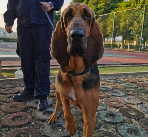 中国警犬添加新成员了 这几种狗狗你认识吗 知乎