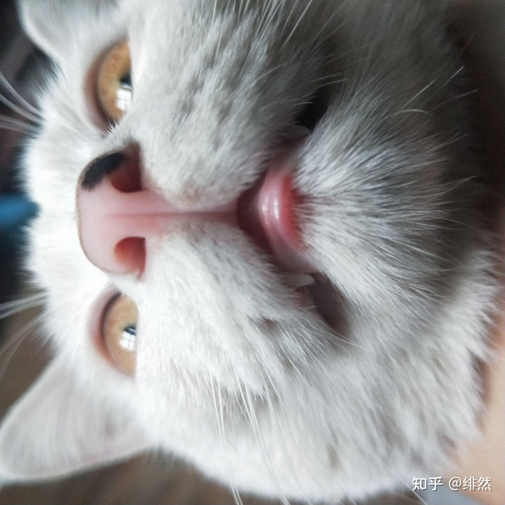 救命啊我家猫下嘴唇突然就红肿了