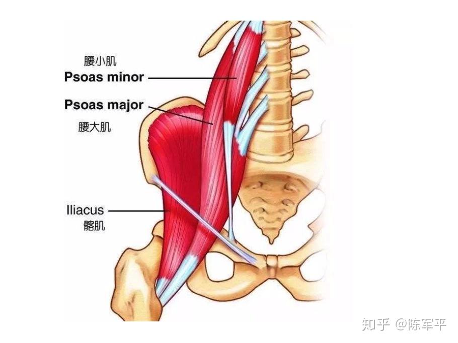 臀大肌的拮抗肌是髂腰肌,为了建立它们对称的拮抗交互抑制,最终确定了