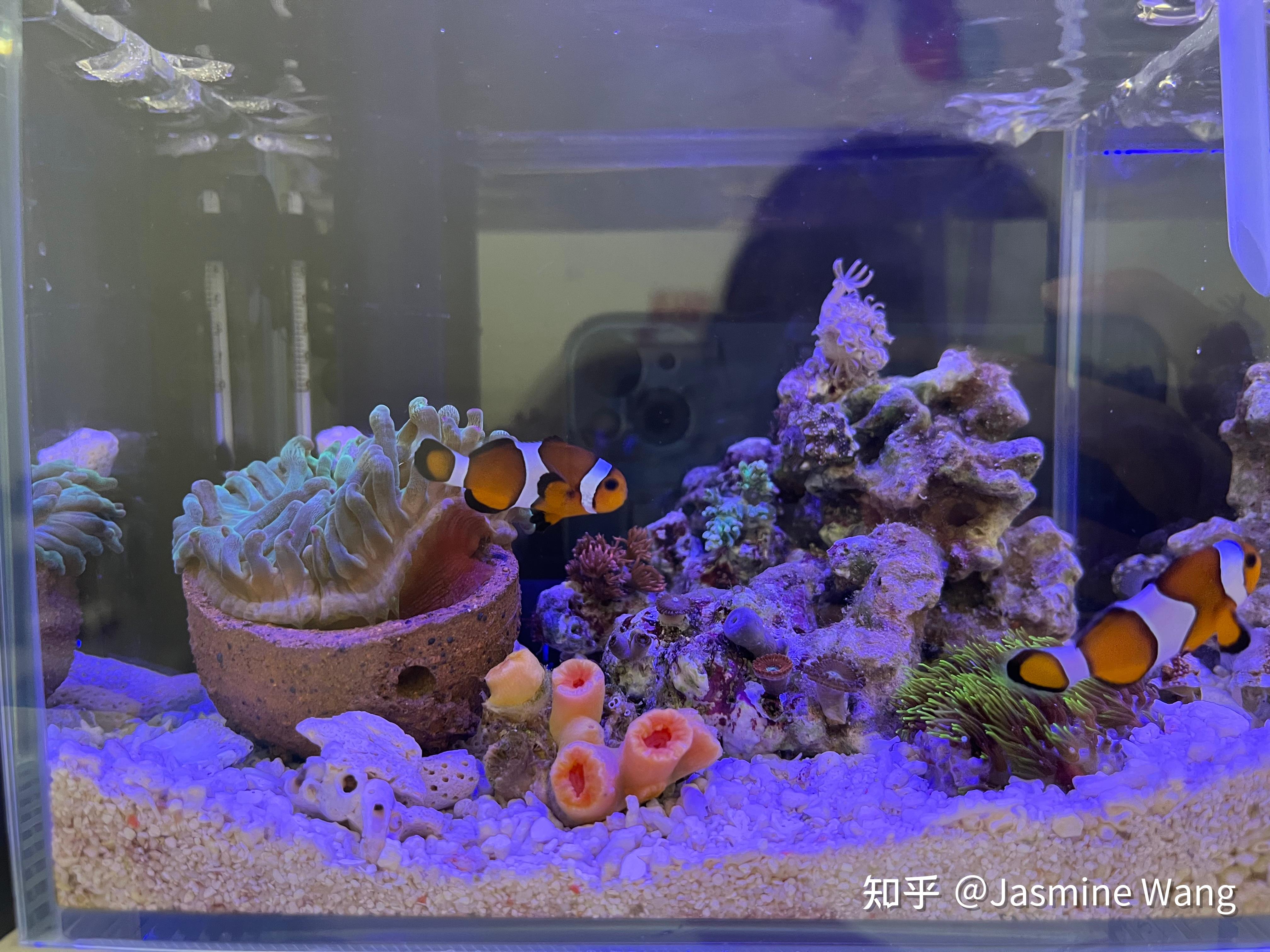 给自己的迷你海缸开缸记录 - 知乎