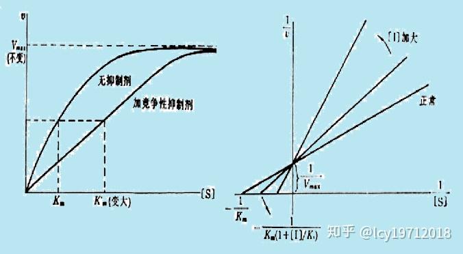 酶的抑制作用与抑制剂三