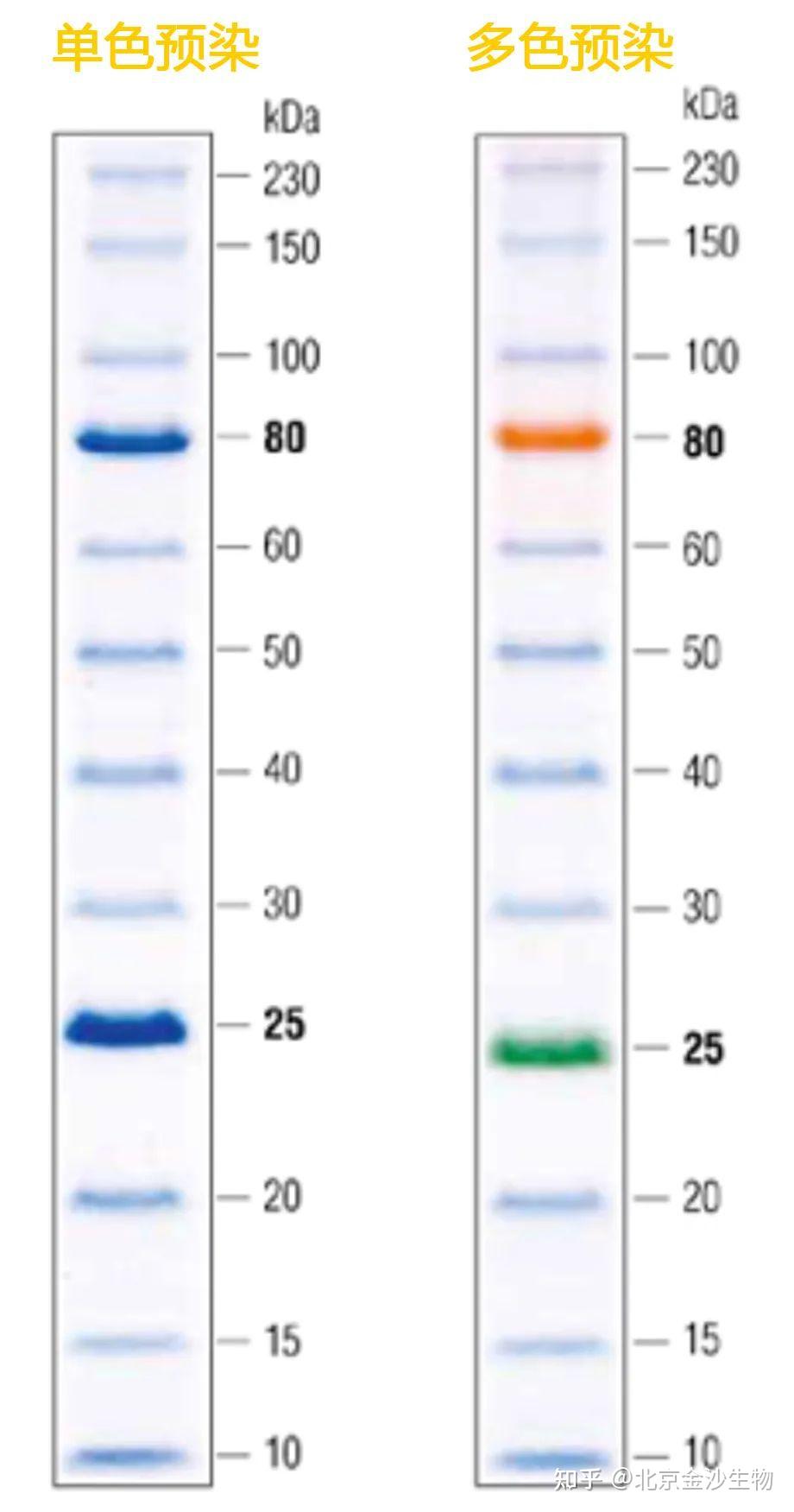 蛋白marker条带图250图片