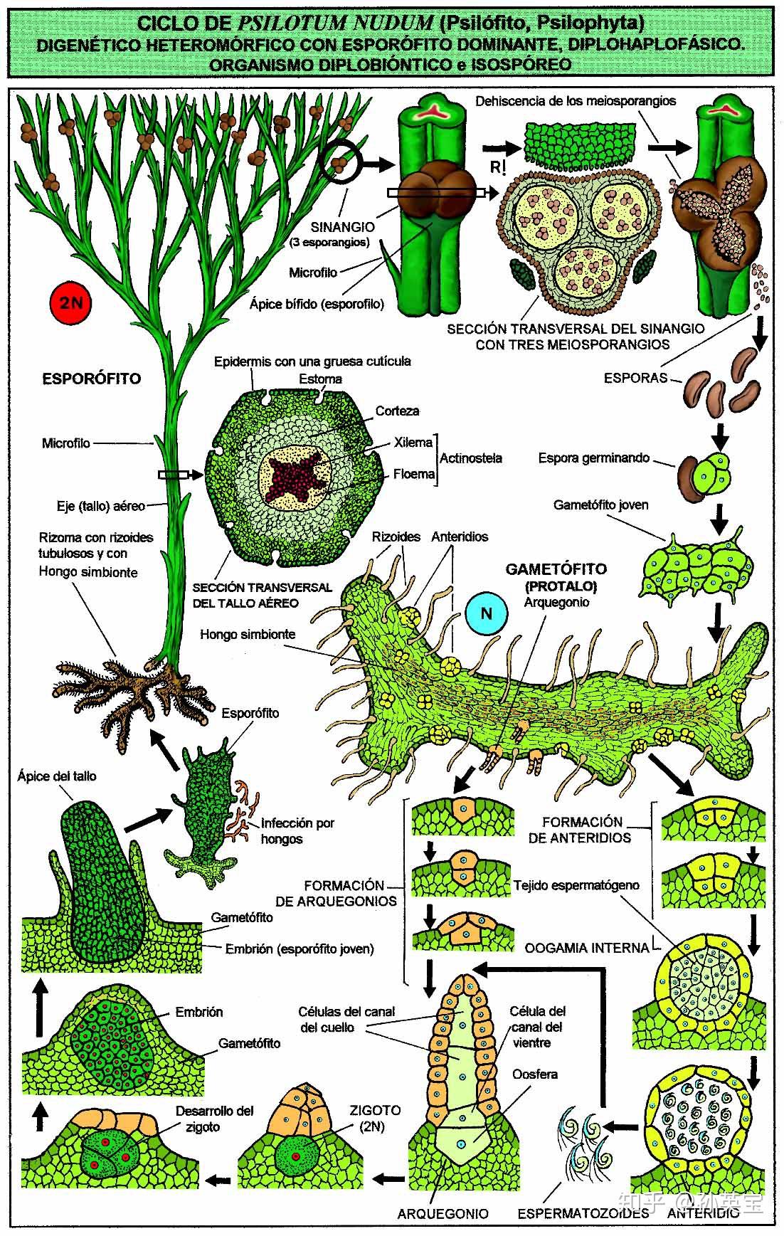 蕨原叶体幼孢子体结构图片