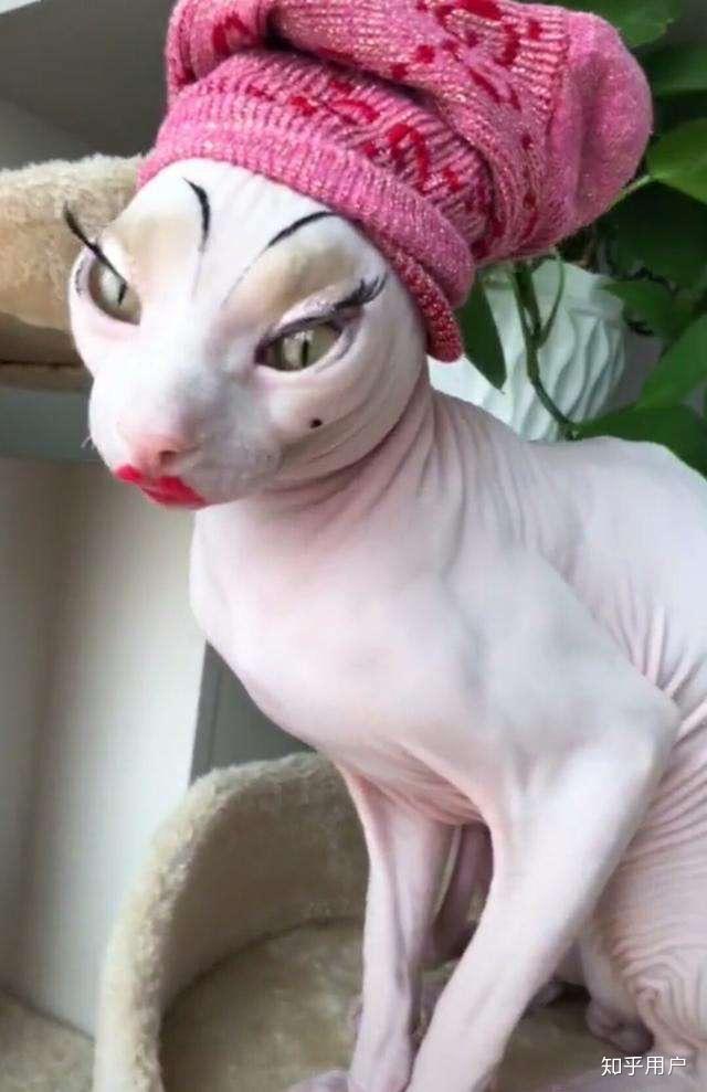 你见过最丑的猫是怎样的?