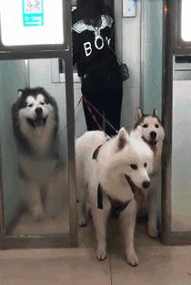 人称“狗界三傻”的3种狗，养过的才叫牛！ - 知乎