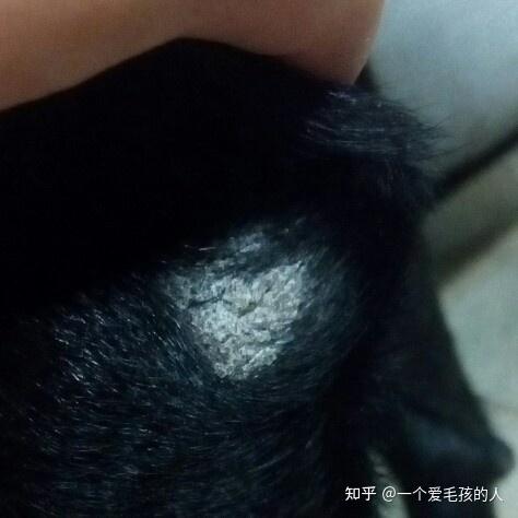 狗狗前脚关节处结痂皮屑是什么
