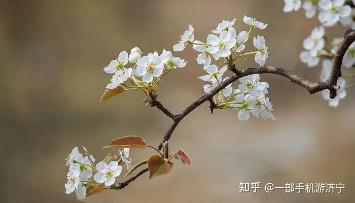 櫻花桃花梅花梨花李花杏花是否還傻傻分不清楚一招教會你