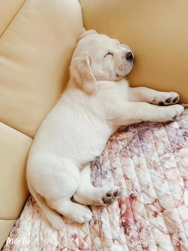 拉布拉多犬用餐知识 知乎