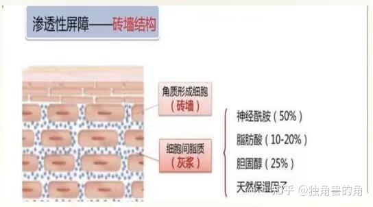 选对护肤品，第 1 步是要先认识自己的皮肤 - 知乎