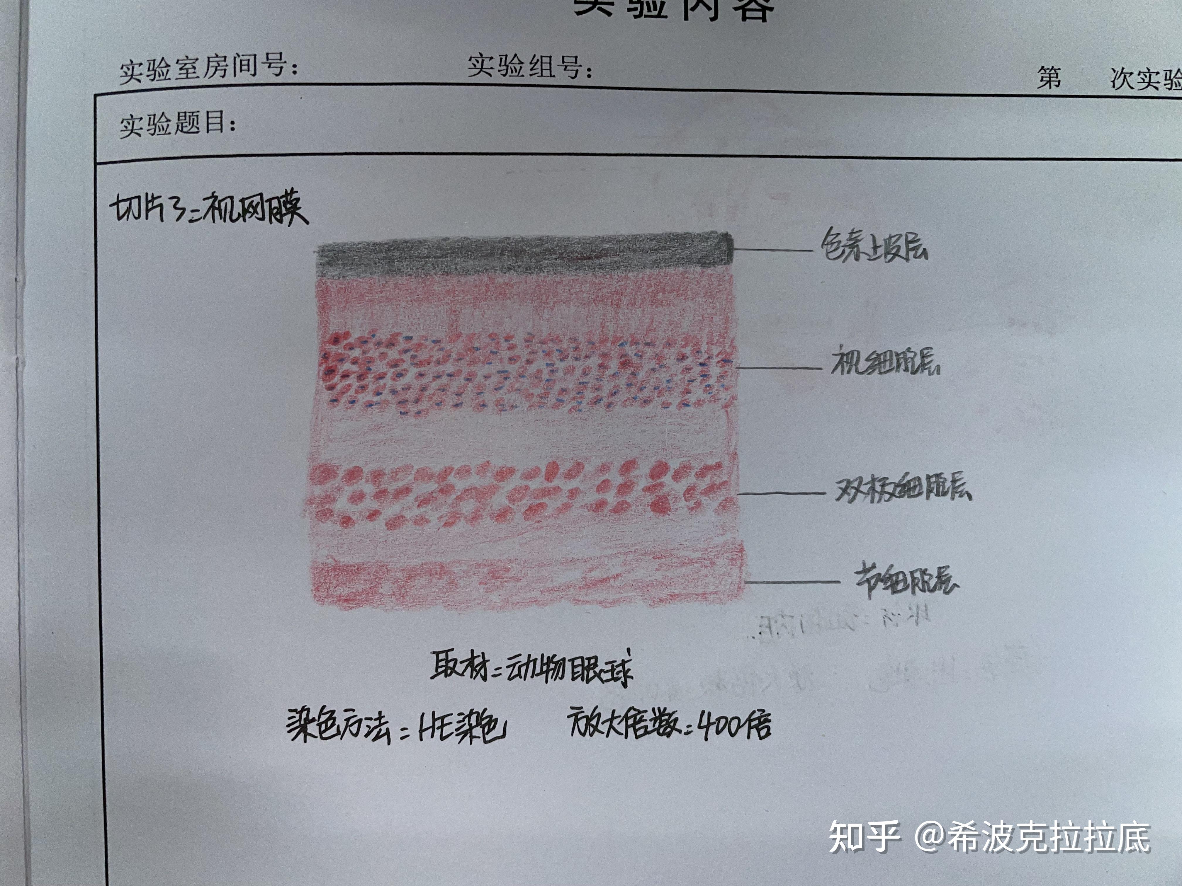 组胚实验手绘 