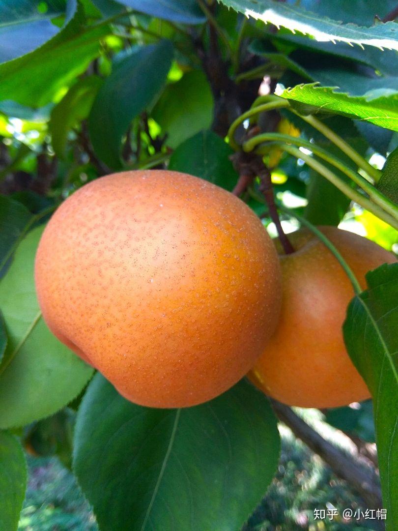 关于小梨子赠送