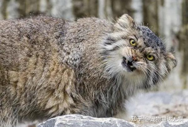“超凶”的9种猫,猫友们要小心了! - 知乎