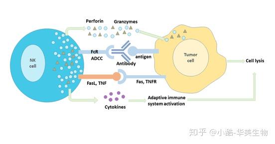 自然杀伤细胞的表面标记 知乎