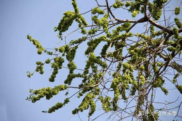 荠花榆荚深村里