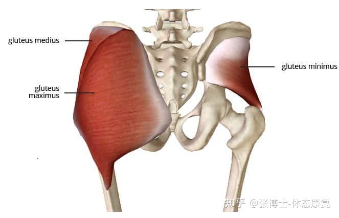 上部連接在髂骨翼外側,肌纖維向中間集中,下部連接在股骨大轉子的上方