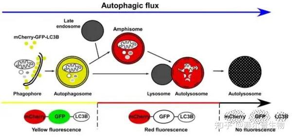 一文解读细胞自噬：研究思路&检测方法 - 知乎