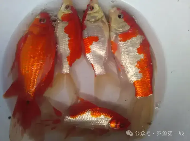 草金鱼(锦鲫)的硬鳞和软鳞 - 知乎