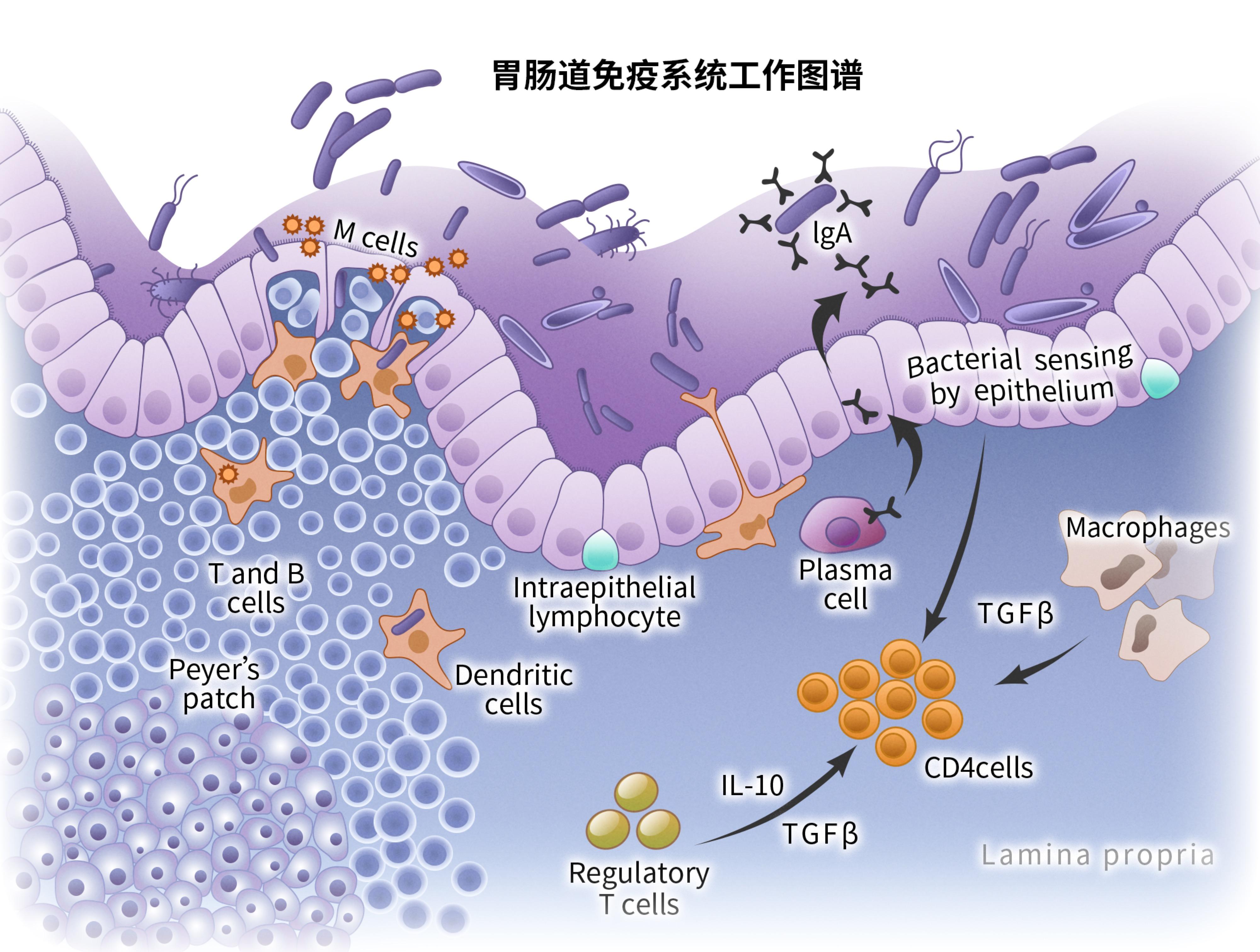 牛初乳营养如何提升幼宠免疫力实锤科学为你揭秘
