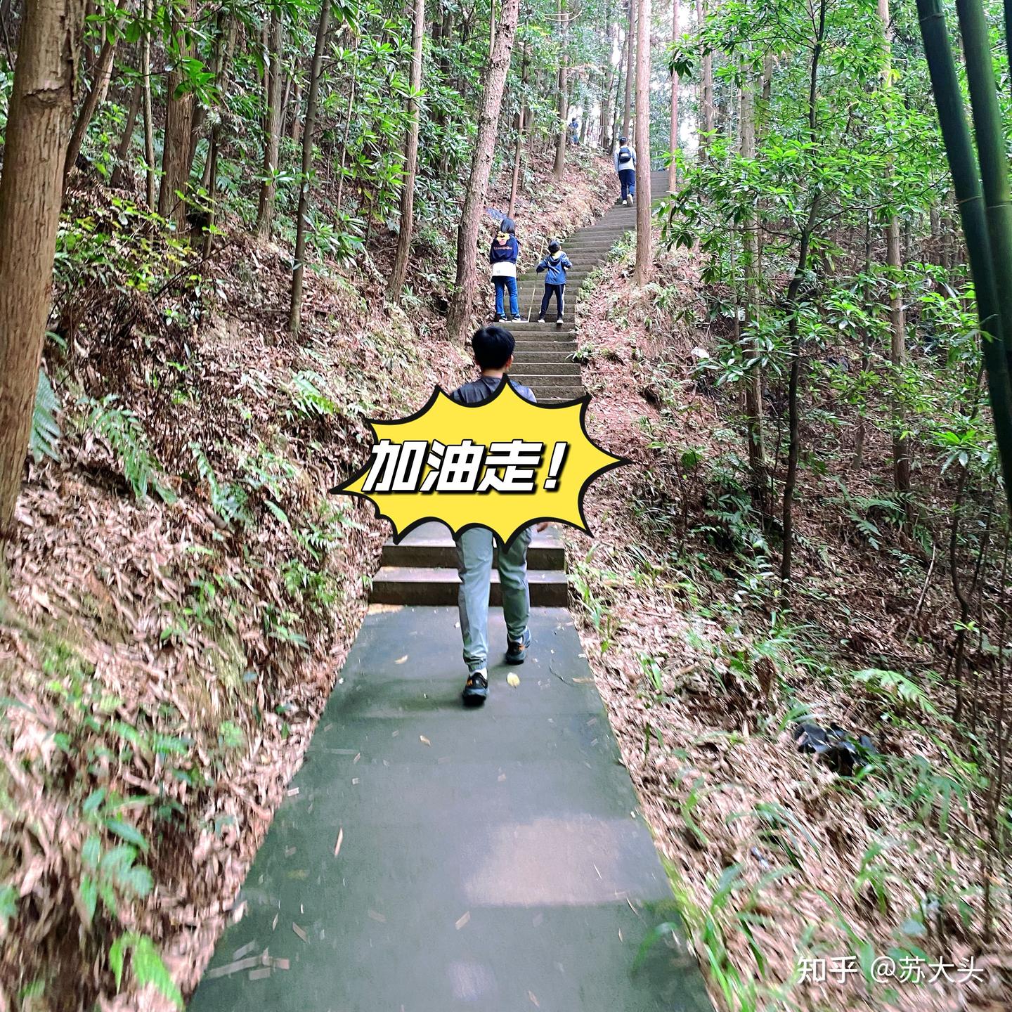 重庆徒步爬山圣地：缙云山免门票上山详细路线指引 - 知乎