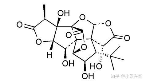 白果结构图图片