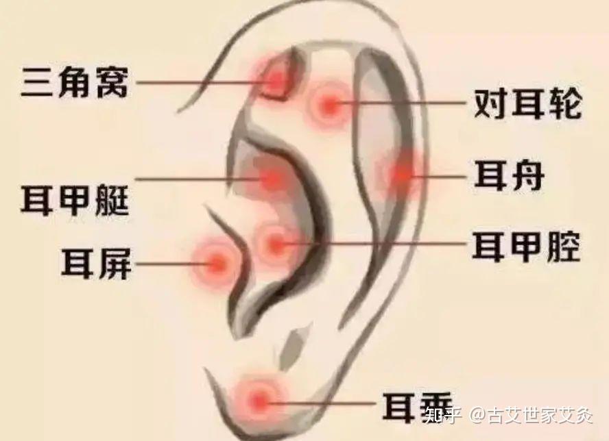 耳朵痛点对应器官图片