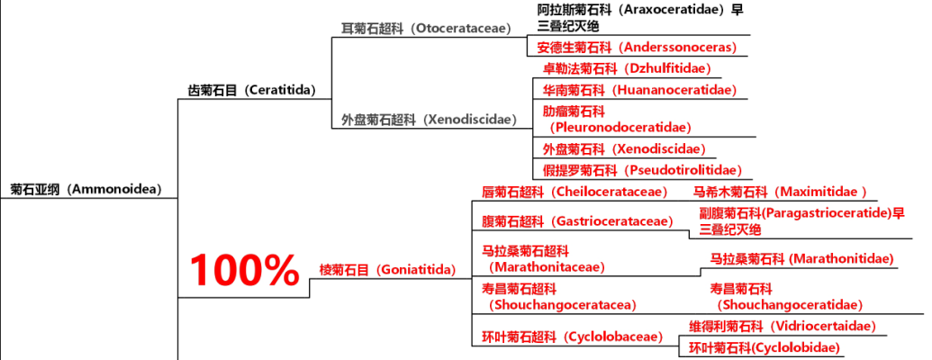 菊石,箭石,蛸类的祖先杆石亚纲在二叠纪末消失,直角石目则一直生活到