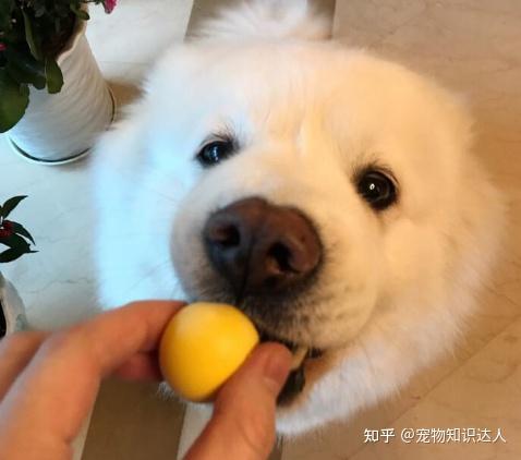 因为蛋黄中的卵磷脂被狗狗消化后,可以释放出胆碱,可以促进狗狗大脑