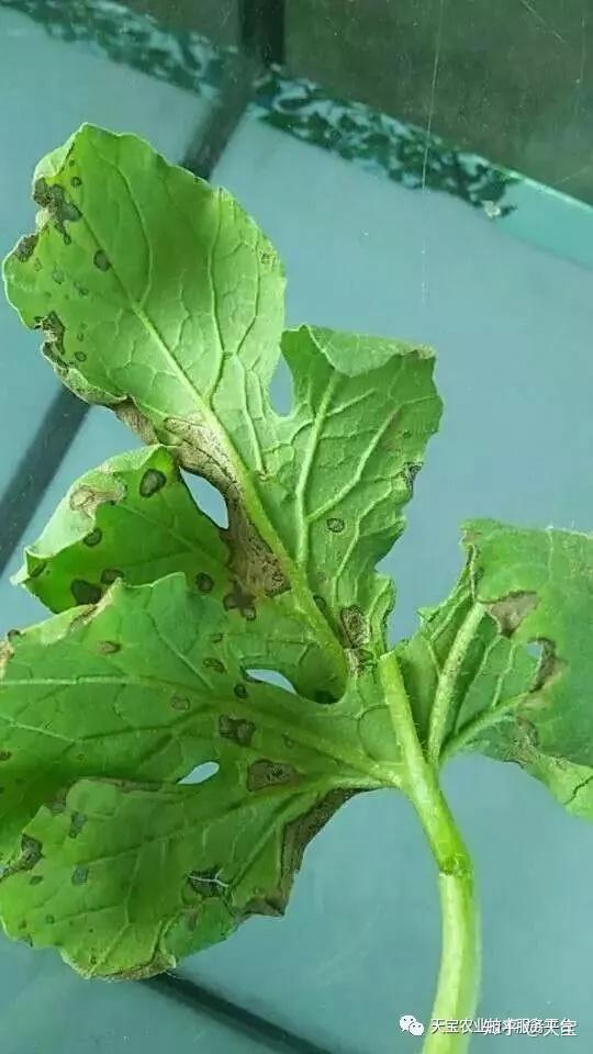 西甜瓜龙头皱缩是病毒病吗?