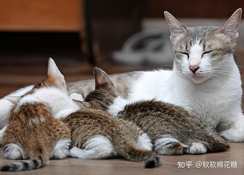 小猫出生被带走,会“想念”猫妈妈吗?实验告诉你真相 - 知乎
