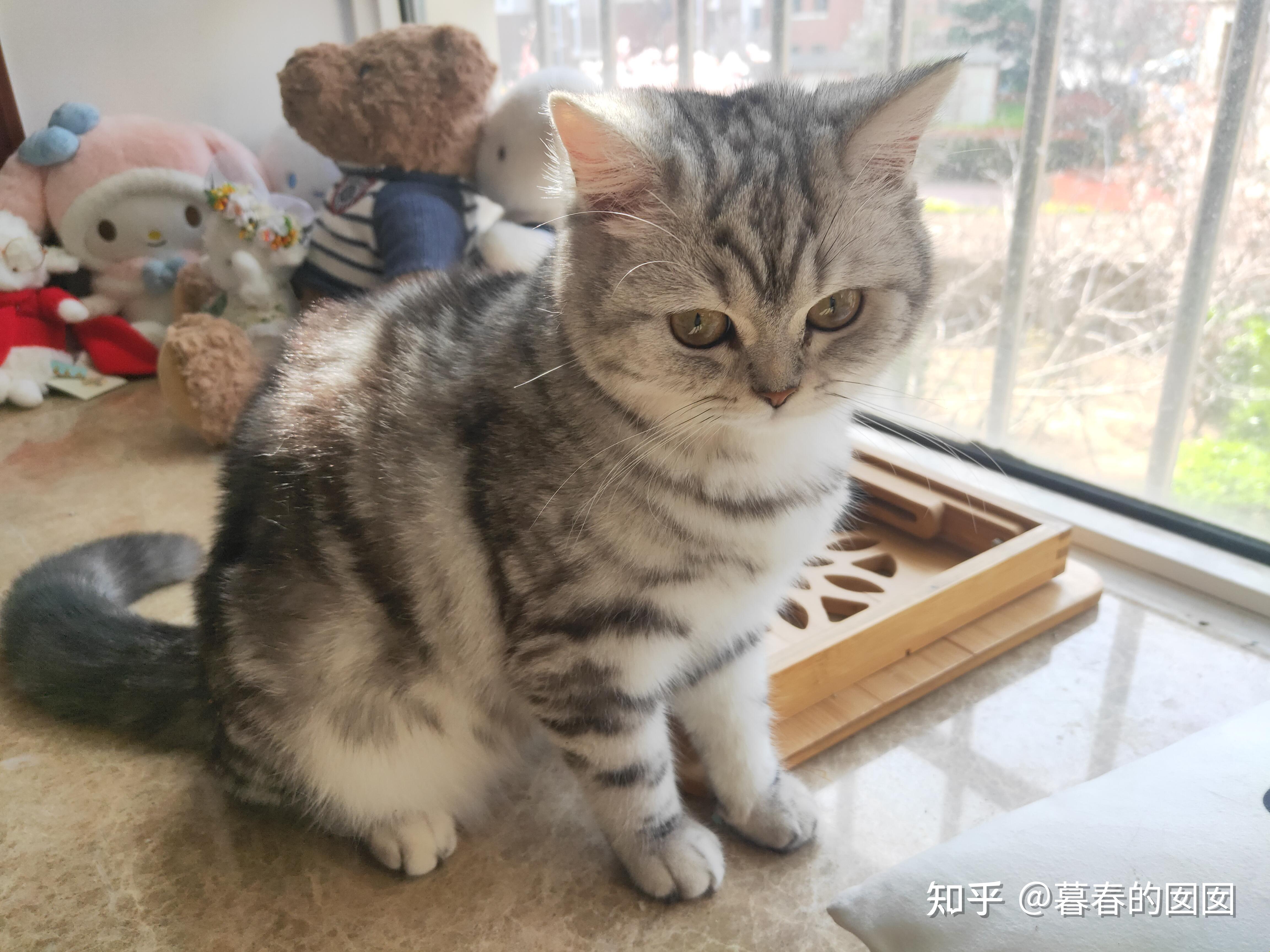 美短返祖长毛猫有人买吗