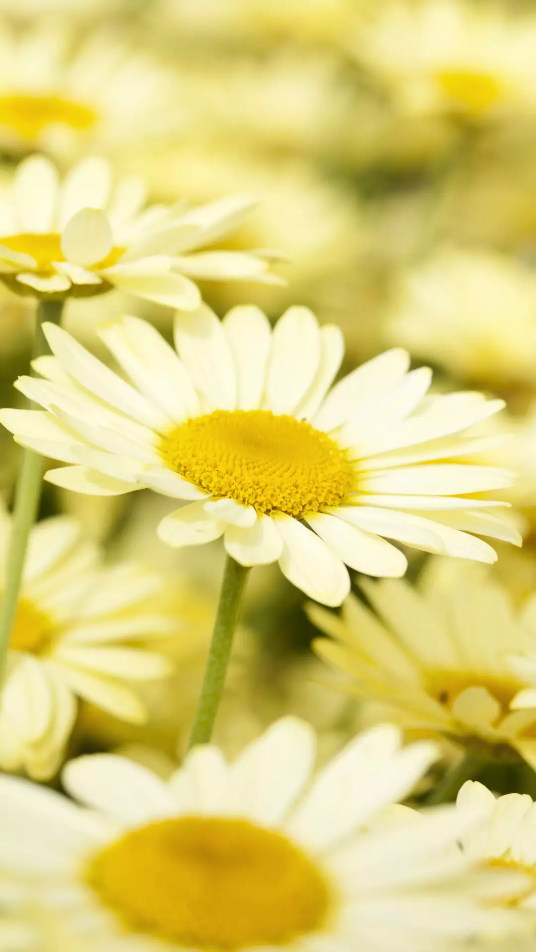 怎么才能让自己心情平静 v2-13fd115ba082c0cffee0b6567287d081_r.jpg