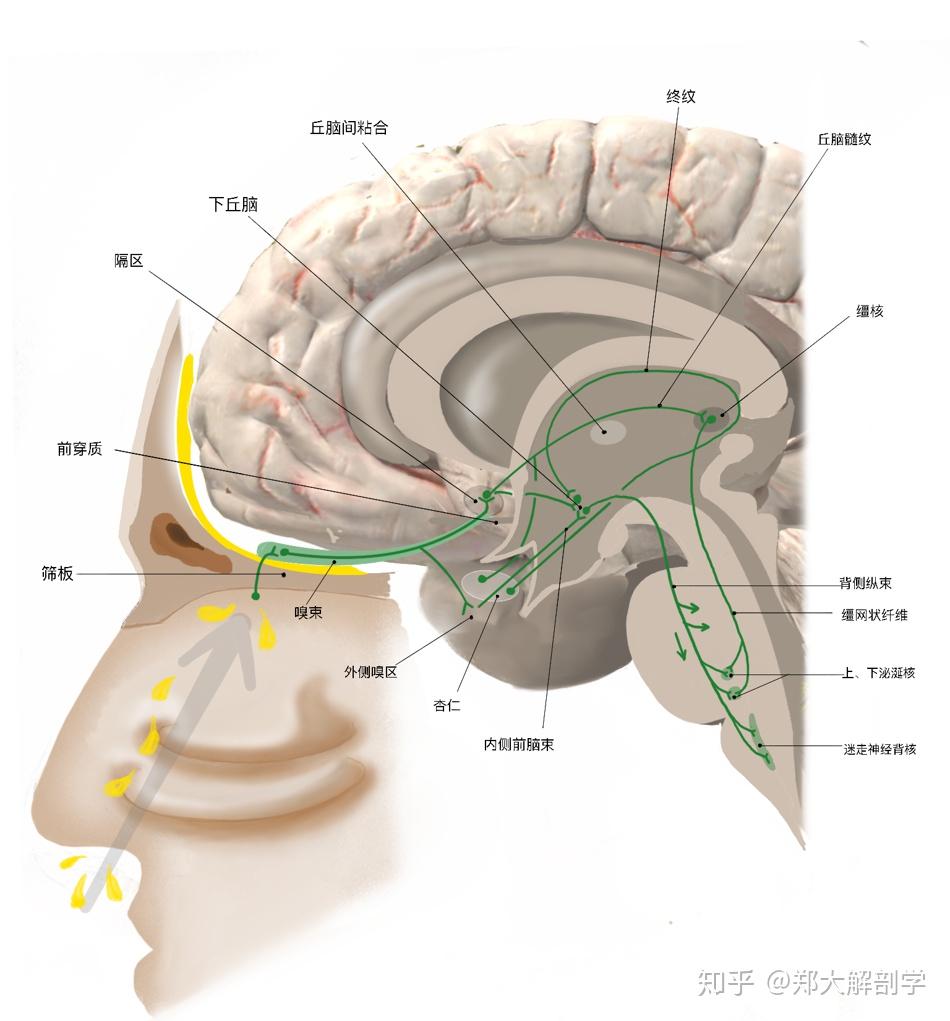 我们知道鼻子里面有一个嗅觉粘膜上皮,它通过嗅神经到这个地方,嗅神经