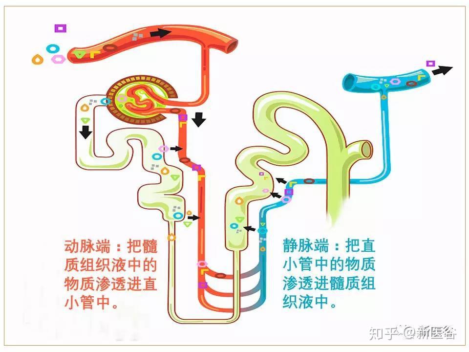 咋听不懂呢……肾小管的髓袢作为逆流倍增的装置也是极好的!