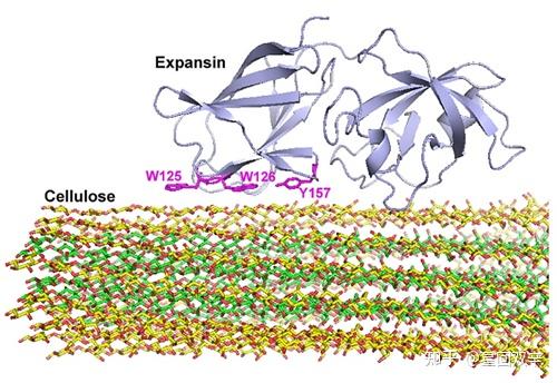 植物专题（二）：刚中有柔——伸展蛋白与扩展蛋白（extensin＆expansin）（下：扩展蛋白） - 知乎