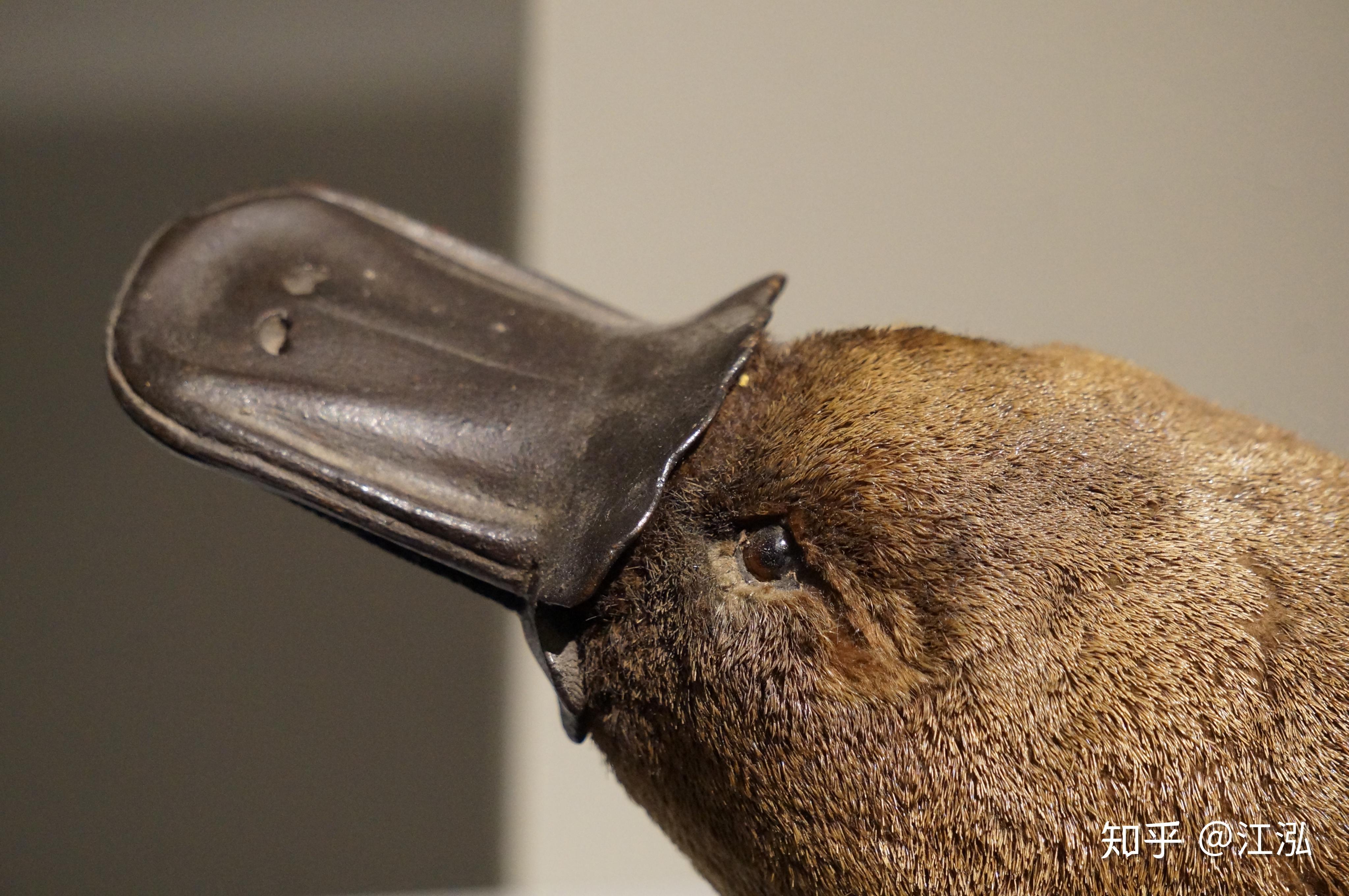 毛茸茸的鸭嘴兽会变成濒危物种吗？|新南威尔士|鸭嘴兽|摄影_新浪新闻