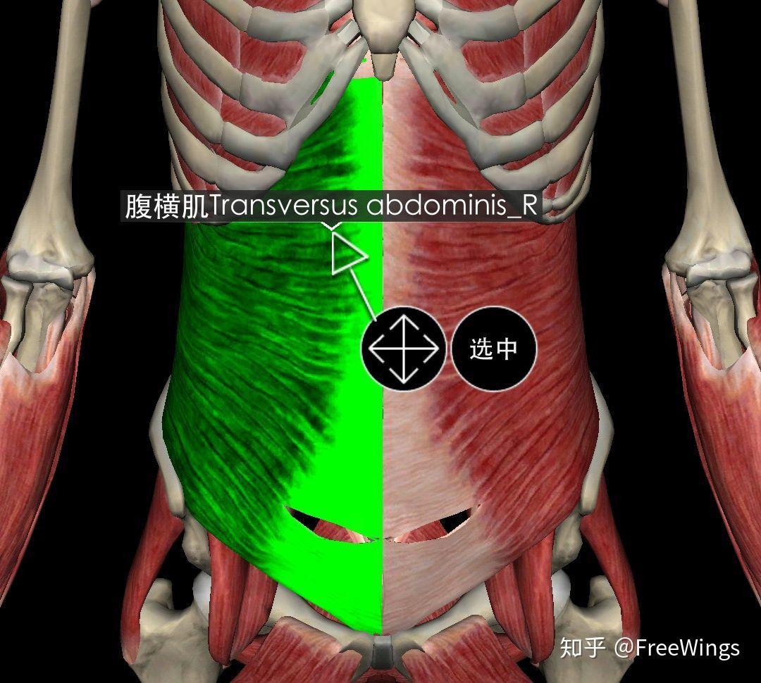 【医维度解剖app】腹内斜肌-医维度解剖app-医维度解剖app-哔哩哔哩视频
