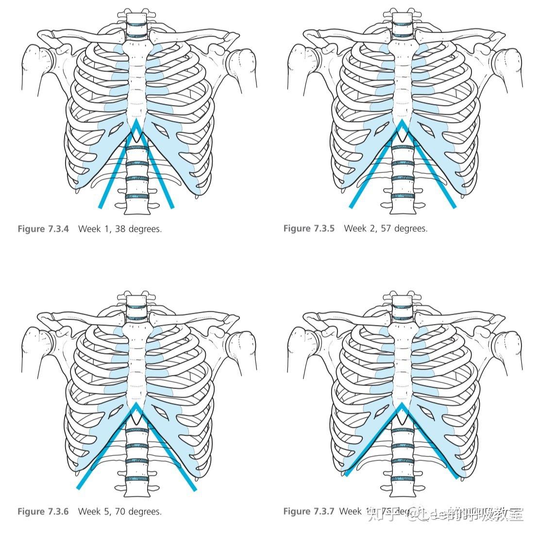 图1-5 胸廓和胸膜(后面观)-泌尿外科临床解剖学-医学