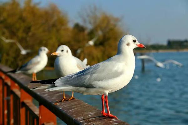 在昆明一个人一天去哪玩比较好?