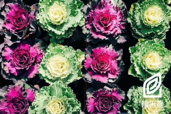 植培施 羽衣甘蓝brassica Oleracea Var 一 二年生草花栽培 知乎