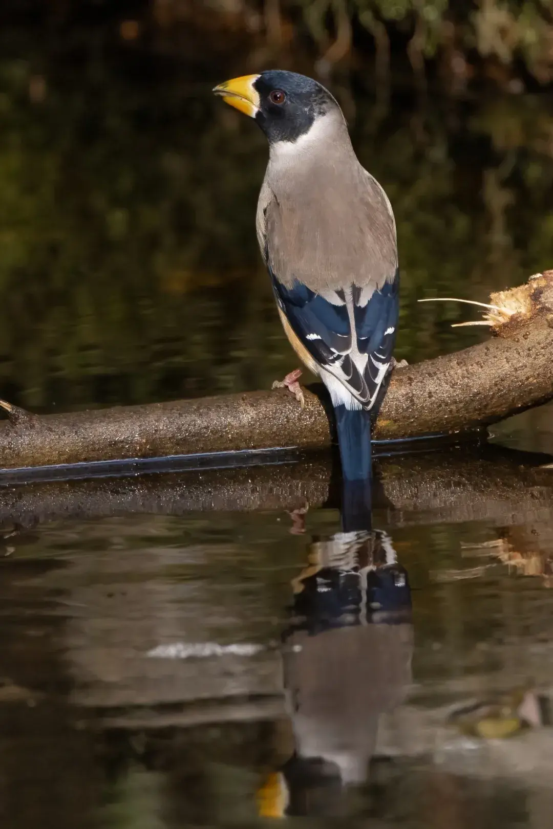 打鸟体育新闻摄影拍摄超快的脚架富图宝ak64n独脚架mh2a液压云台拍鸟
