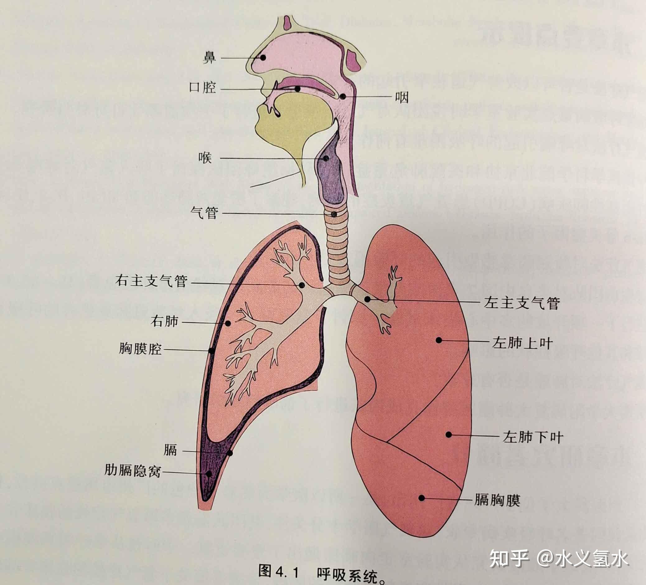 肺门在什么位置图片