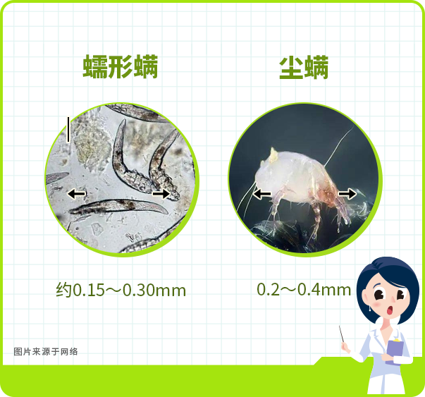 一句话了解尘螨和蠕形螨的区别? - 知乎