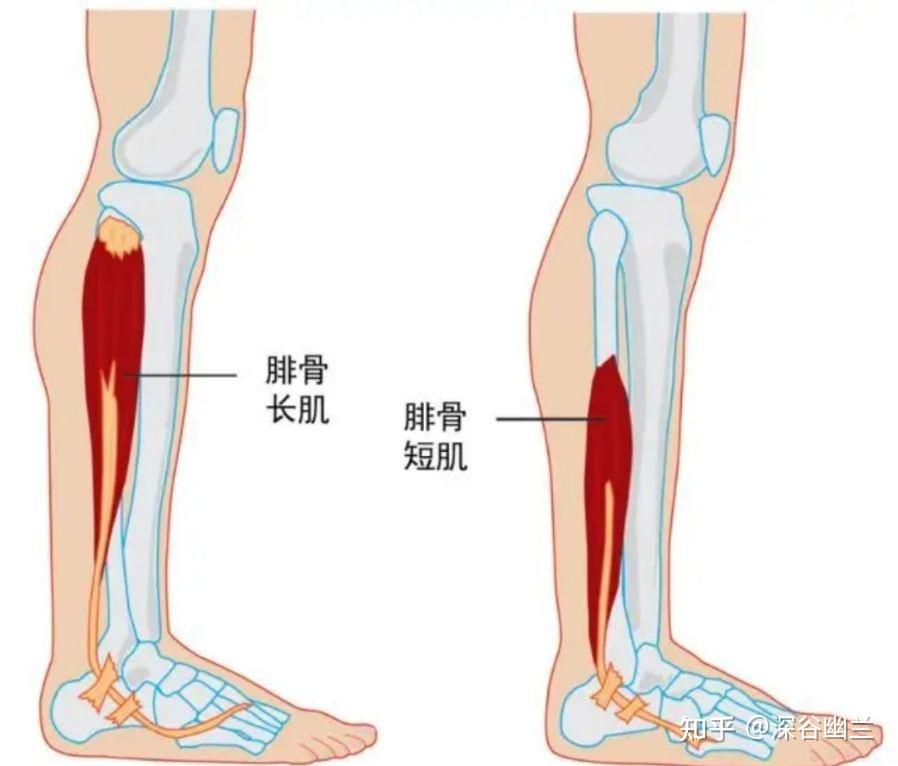 約在自足內側緣中點下方,腓骨長肌肌腱附著點處.