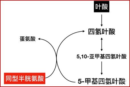 2.机体水平:同型半胱氨酸代谢稳态