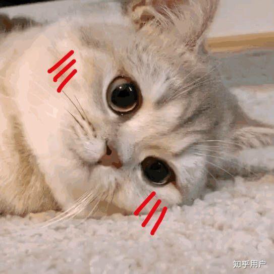 猫咪怎么发朋友圈说说 v2-142cd68bb288006d11e1e0192543b549_r.jpg