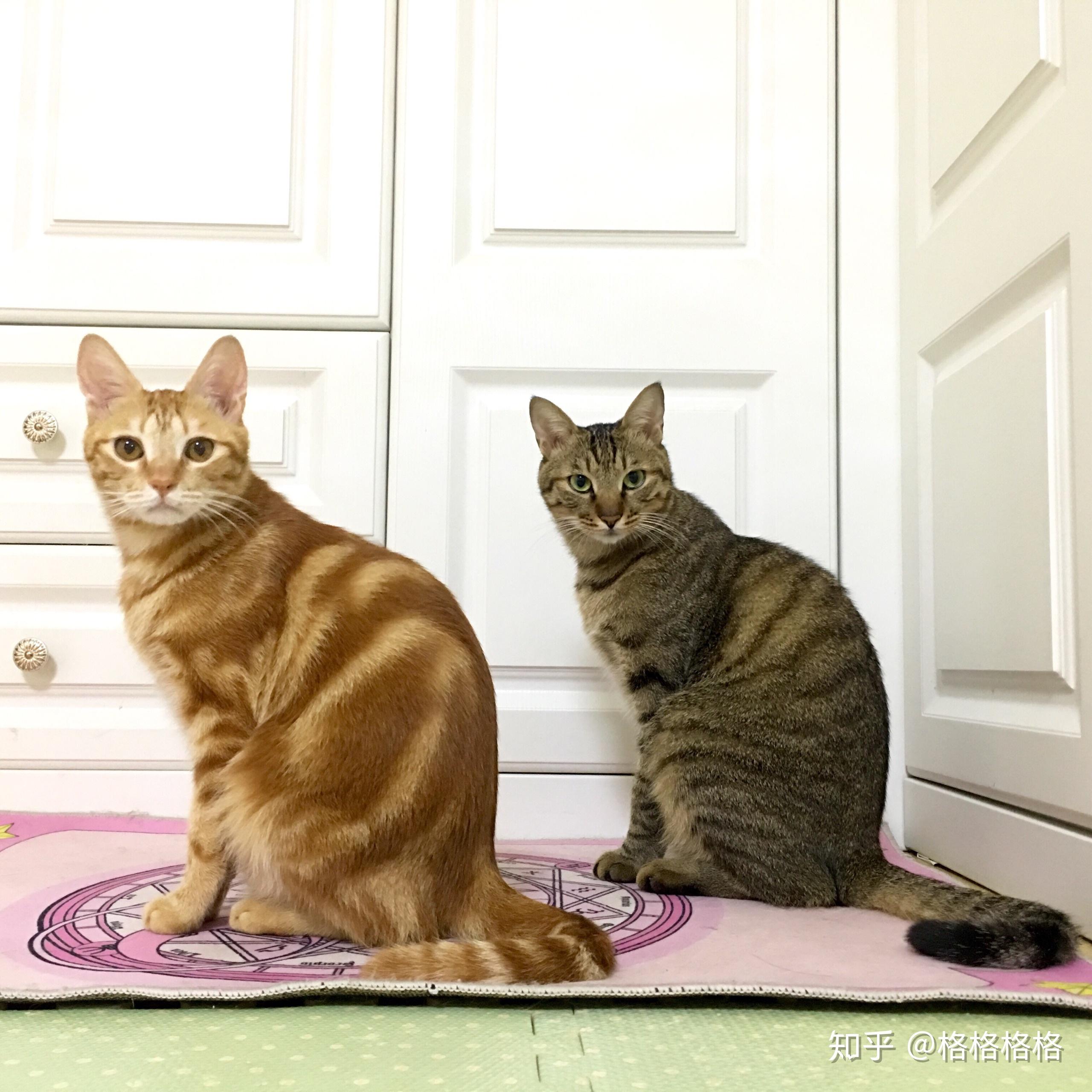 请问我家简肥是渐层还是狸花猫?