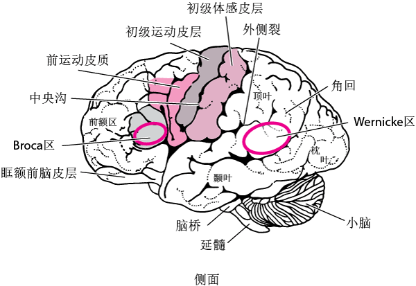 大脑语言中枢分布图图片