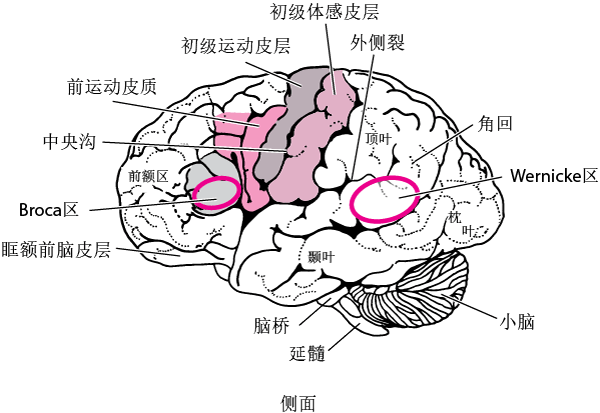 01脑部语言机制