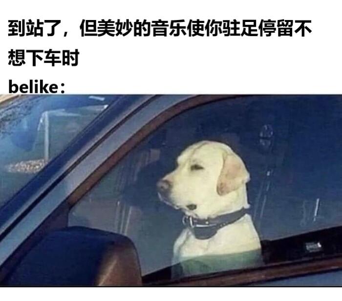 [meme梗图]🌏：没有小狗我不转 - 知乎