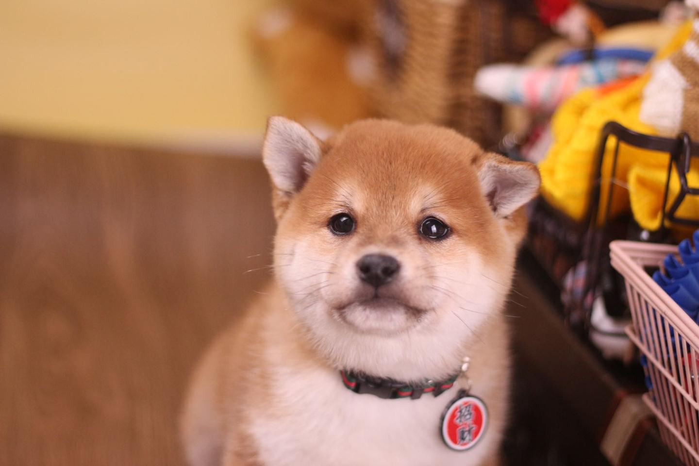 为什么美女养柴犬一买就是两只 知乎 为什么美女养柴犬一买就是两只 知乎